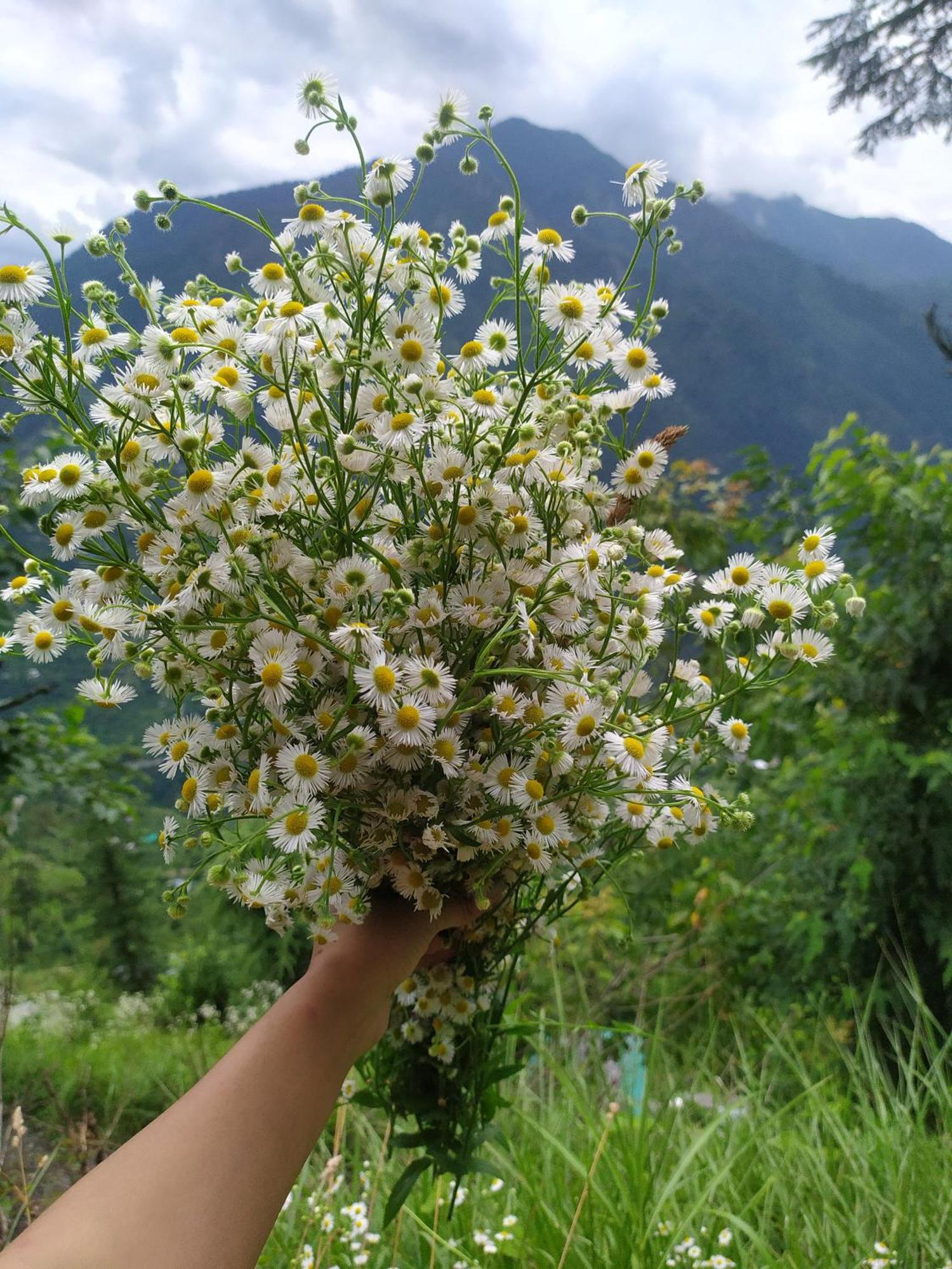 فندق Mountain Eyrie Banjār المظهر الخارجي الصورة